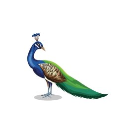 peacock png, peacock illustration, Beautiful vector peacock