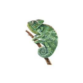 Chameleon png, Vector realistiic chameleon drawing