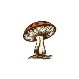 Vector illustration mushroom realistic style