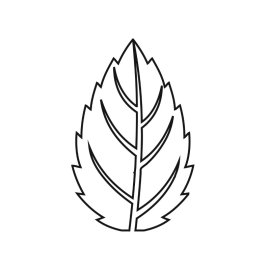 Hazel leaf vector outline