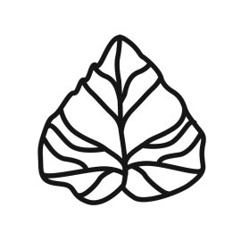 Mulberry leaves vectot outline