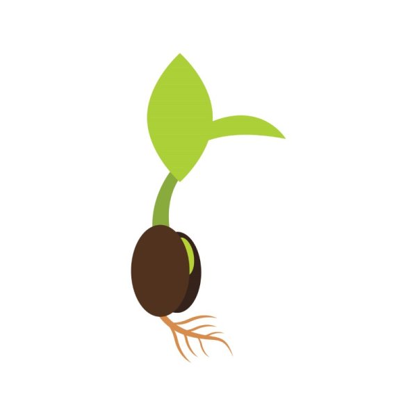 Geminating Seed PNG Vector Leave Fruit - freepng