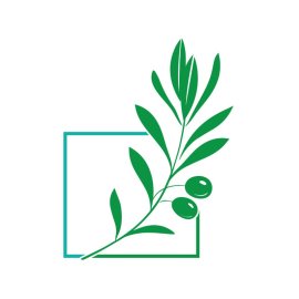 Olive Leaves PNG Herbs Plants Vector